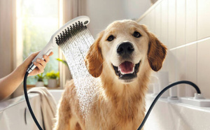 Hansgrohe DogShower